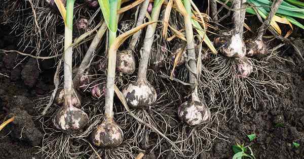 Cara mengidentifikasi dan mengendalikan hama bawang putih
