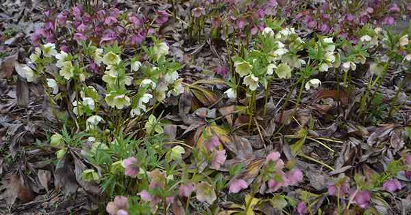 ¿Qué es la muerte? Hellebore Black??