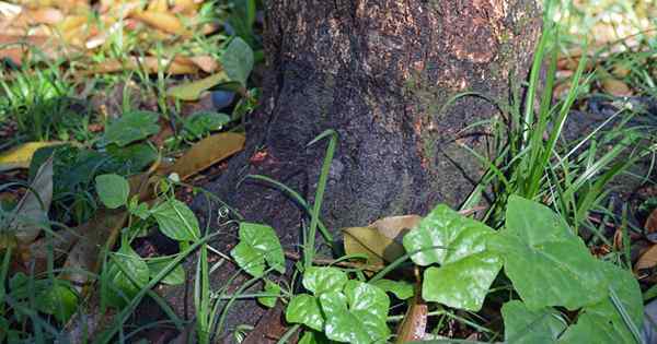 Como identificar, prevenir e tratar a coleira e a coroa apodrecem em árvores frutíferas