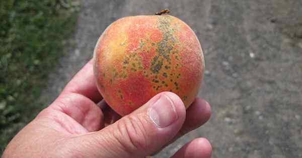 Como identificar, prevenir e tratar a crosta em frutas de pedra