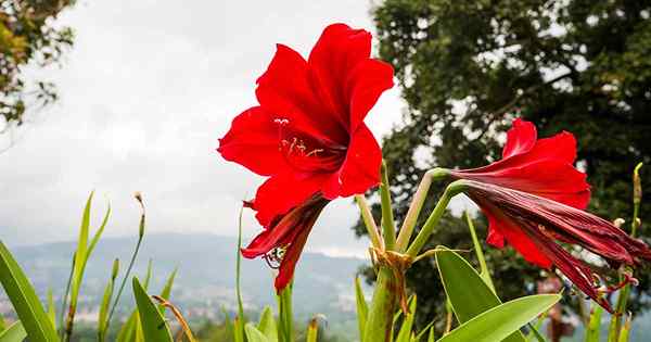 Cómo detectar la enfermedad del tizón del sur en las plantas de Amaryllis