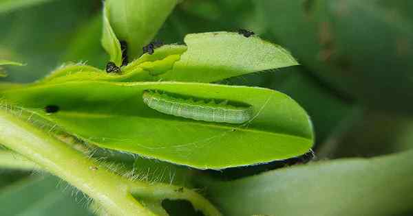 Cara Mengidentifikasi dan Mengontrol Bit Armyworms