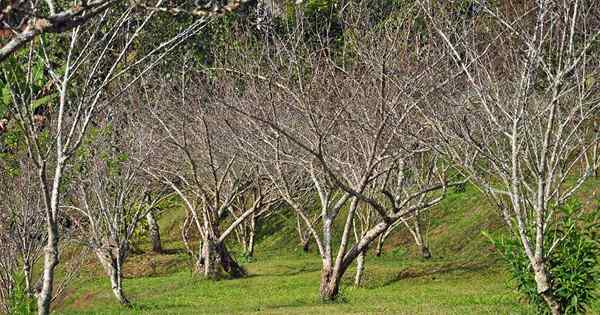 Cómo identificar y controlar la podredumbre de la raíz de algodón en árboles de frutas y nueces