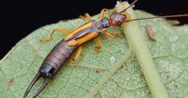 Cara Mengenal pasti dan Mengawal Earwigs Di Taman