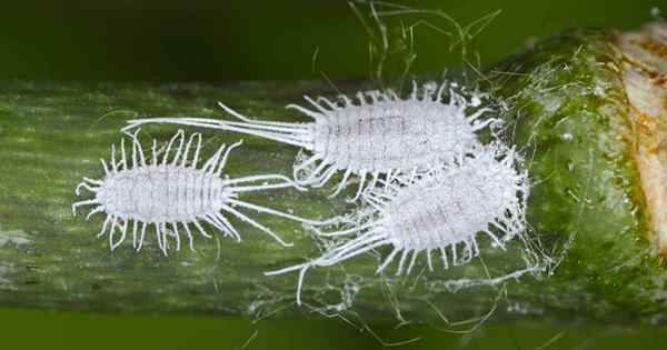 Cara mengenal pasti dan mengawal mealybugs