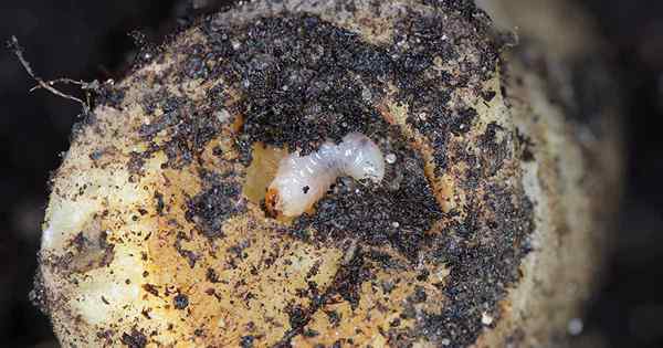 Bagaimana mengidentifikasi dan mengontrol kumbang root