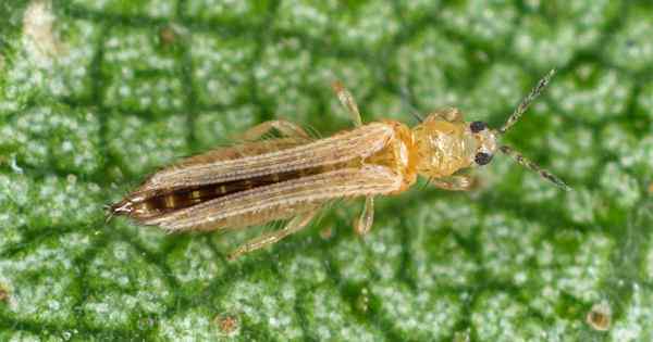 Comment identifier et contrôler les thrips