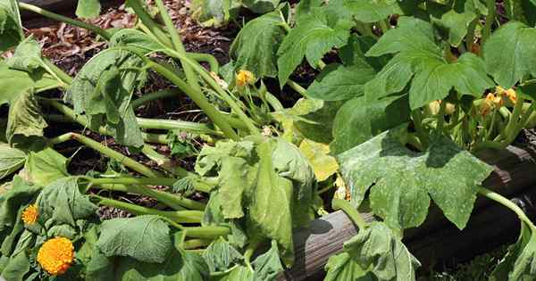 So identifizieren und kontrollieren Sie gemeinsame Zucchini -Krankheiten