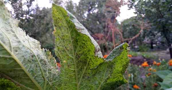 Como identificar e controlar pragas de plantas de abobrinha