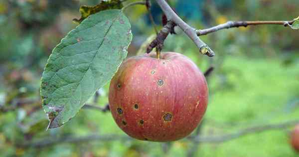 Comment identifier et prévenir le spot de liège de pomme