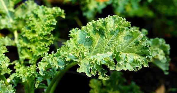 Cara Menjauhkan Kale dari Wilting Di Taman