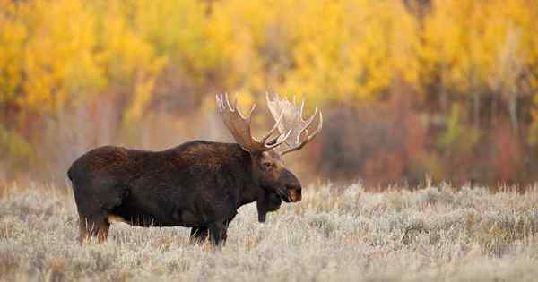 Cara Menjauhkan Moose dari Taman dan Orchard Anda
