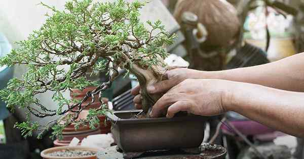 So mischen Sie Ihren eigenen Bonsai -Boden, um gesunde Pflanzen anzubauen