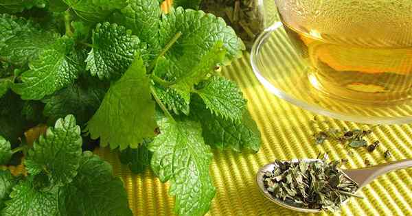 Los beneficios del té de bálsamo de limón y cómo hacer la infusión perfecta