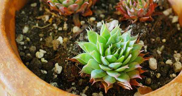 Comment faire votre propre terreau pour les plantes succulentes