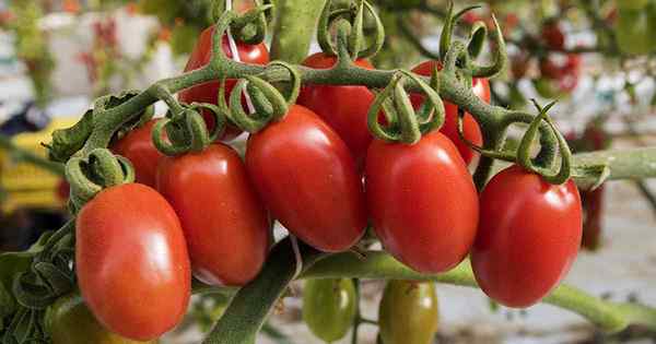 Como fazer os tomates ficarem vermelhos quando se recusam a amadurecer na videira