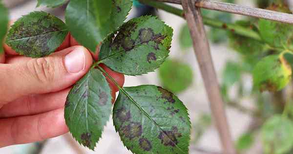 Comment identifier et traiter le mildiou duvet sur les roses