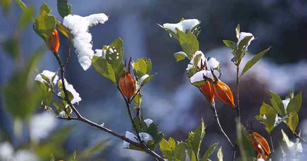 Como gerenciar Gardenia Winter Cold Danh