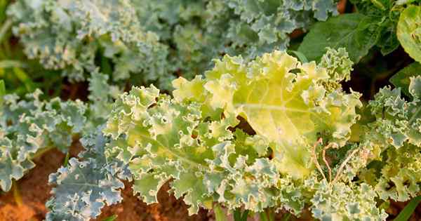 Ce qui provoque le jaunissement et l'amincissement des feuilles de chou frisé?