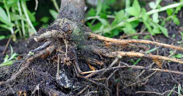 Cómo manejar la pudrición de la raíz en árboles y arbustos de fruta, nuez y paisaje