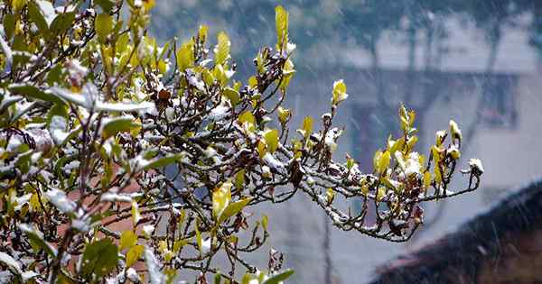 Wie man Gartensträucher in Innenräumen überwintert