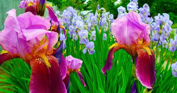 5 étapes faciles pour stocker les rhizomes d'iris en hiver