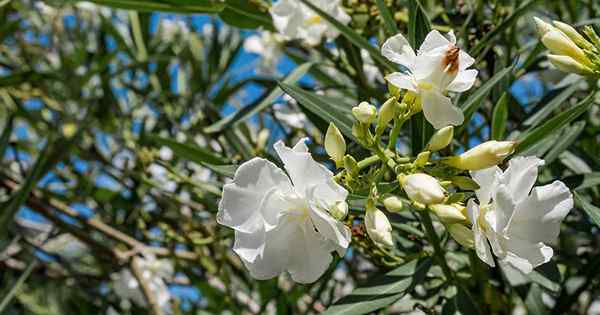 Jak zimować krzewy oleander