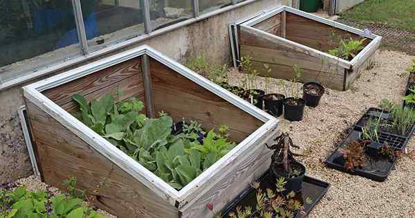 Cara menanam tumbuh -tumbuhan dalam bingkai sejuk
