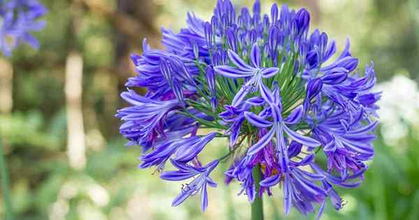 Wie man wächst und für Agapanthus sorgt