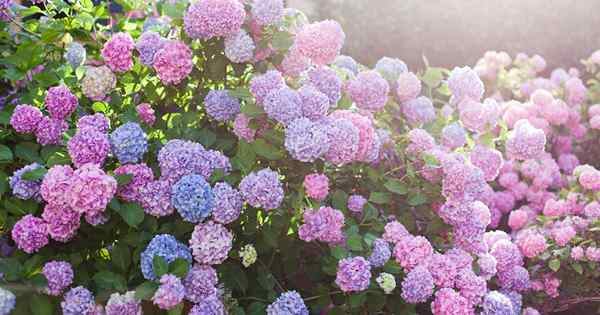 Cara menumbuhkan hydrangea untuk kecantikan mekar besar