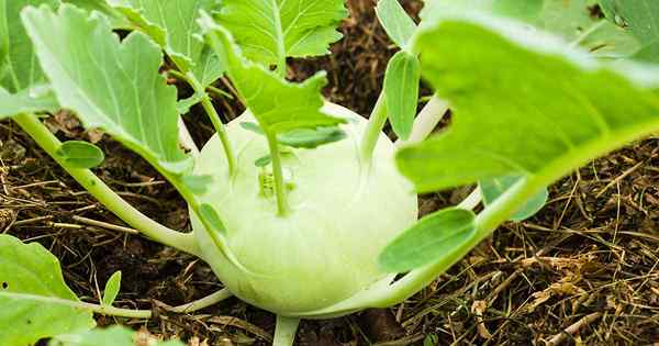 Como plantar sementes de kohlrabi