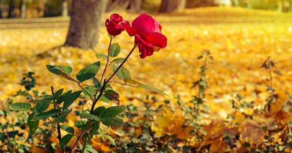 Cómo plantar rosas durante el otoño