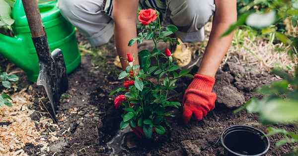 Plantando rosales arbustos paso a paso