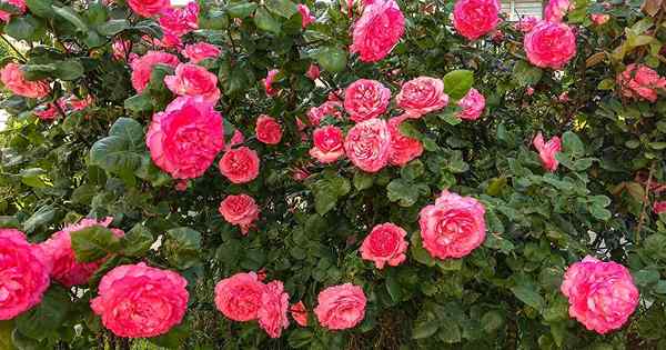 Wie man bloße Wurzelrosen pflanzt und sich um die Pflege der Wurzel -Rosen kümmert