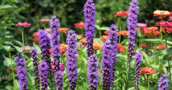 Wie man lodernde Sternliatris pflanzt und wächst