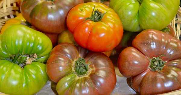 Cara Menanam dan Menanam Tomato Brandywine