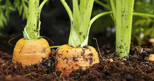 Wie man im Garten Karotten pflanzt und anzieht