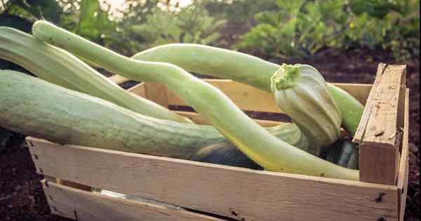 Cómo plantar y cultivar calabaza de cucuzza italiana