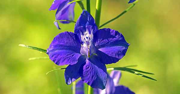 Cómo crecer y cuidar a la encantadora Larkspur