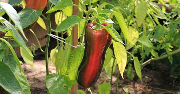 Cómo plantar y cultivar pimientos poblanos