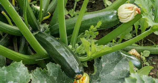 Cómo plantar y cultivar calabacín