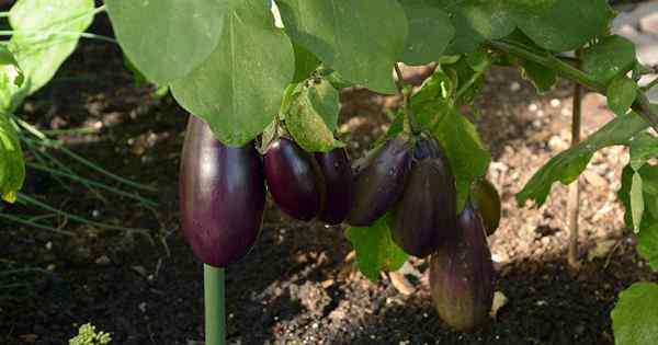 Conseils pour polliniser les aubergines à la main