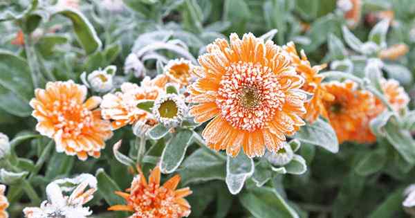 Cara Menjaga Calendula (Pot Marigold) Pada Musim Sejuk