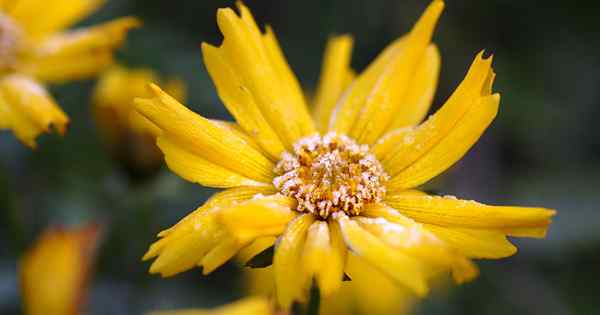 Wie man Coreopsis für den Winter vorbereitet