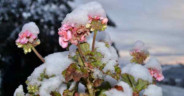 Cómo hacer geranios de jardín de invierno