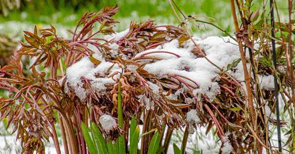 Jak dbać o rośliny piwonii zimą