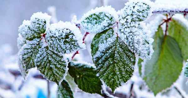 Wie Sie Boysenberry -Büsche für den Winter vorbereiten