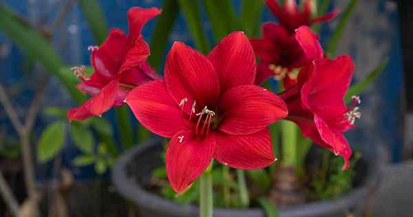 3 wskazówki zapobiegające gnicie żarówki Amaryllis