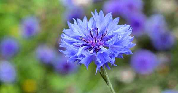 Problèmes de bouton de baccalauréat Pourquoi mes fleurs tombent-elles?