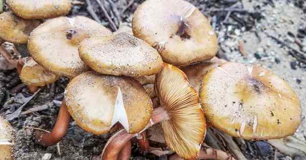 Jak zapobiegać i kontrolować gnicie korzenia Armillaria na morelach